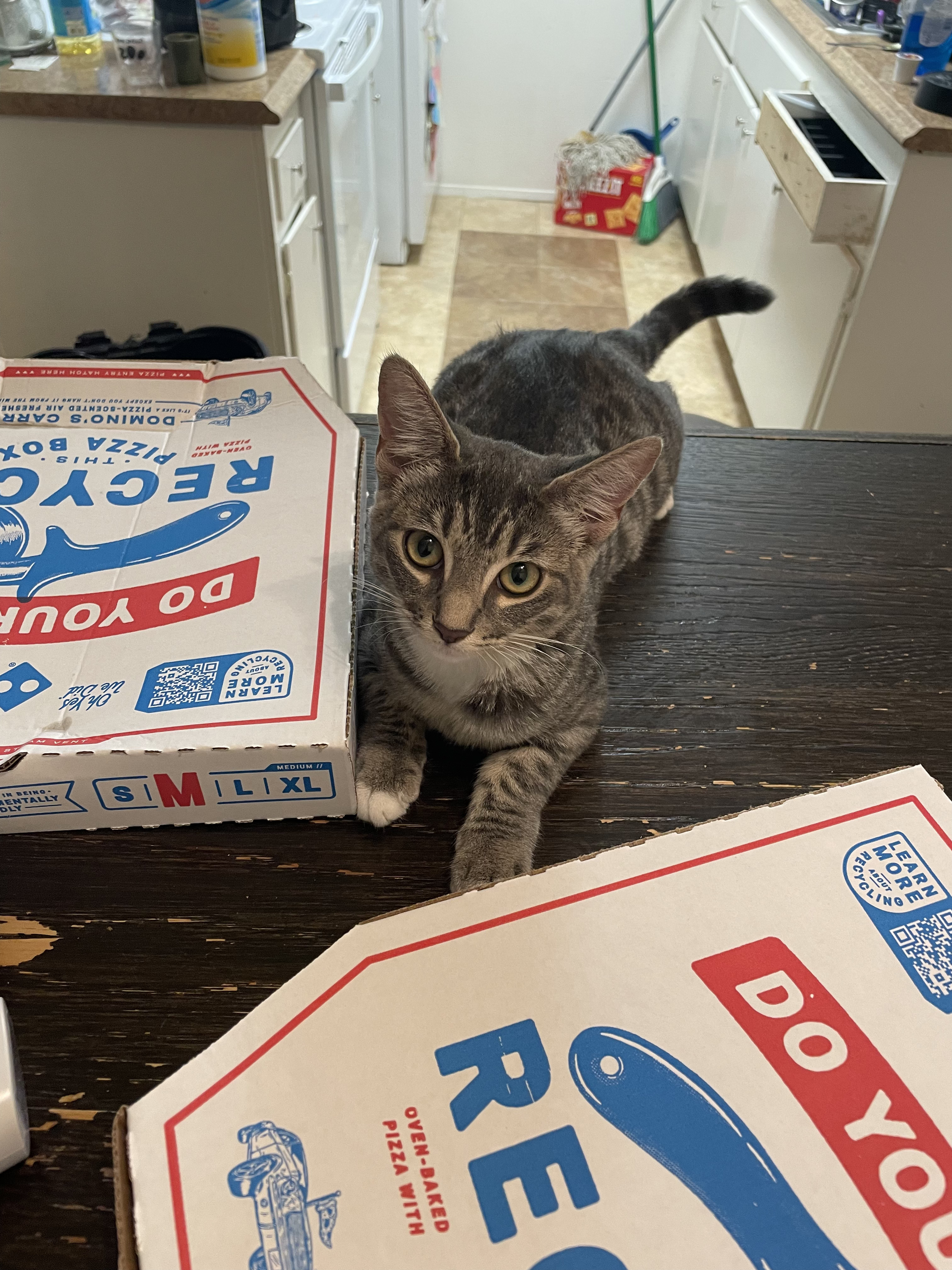 gray cat next to pizza boxes