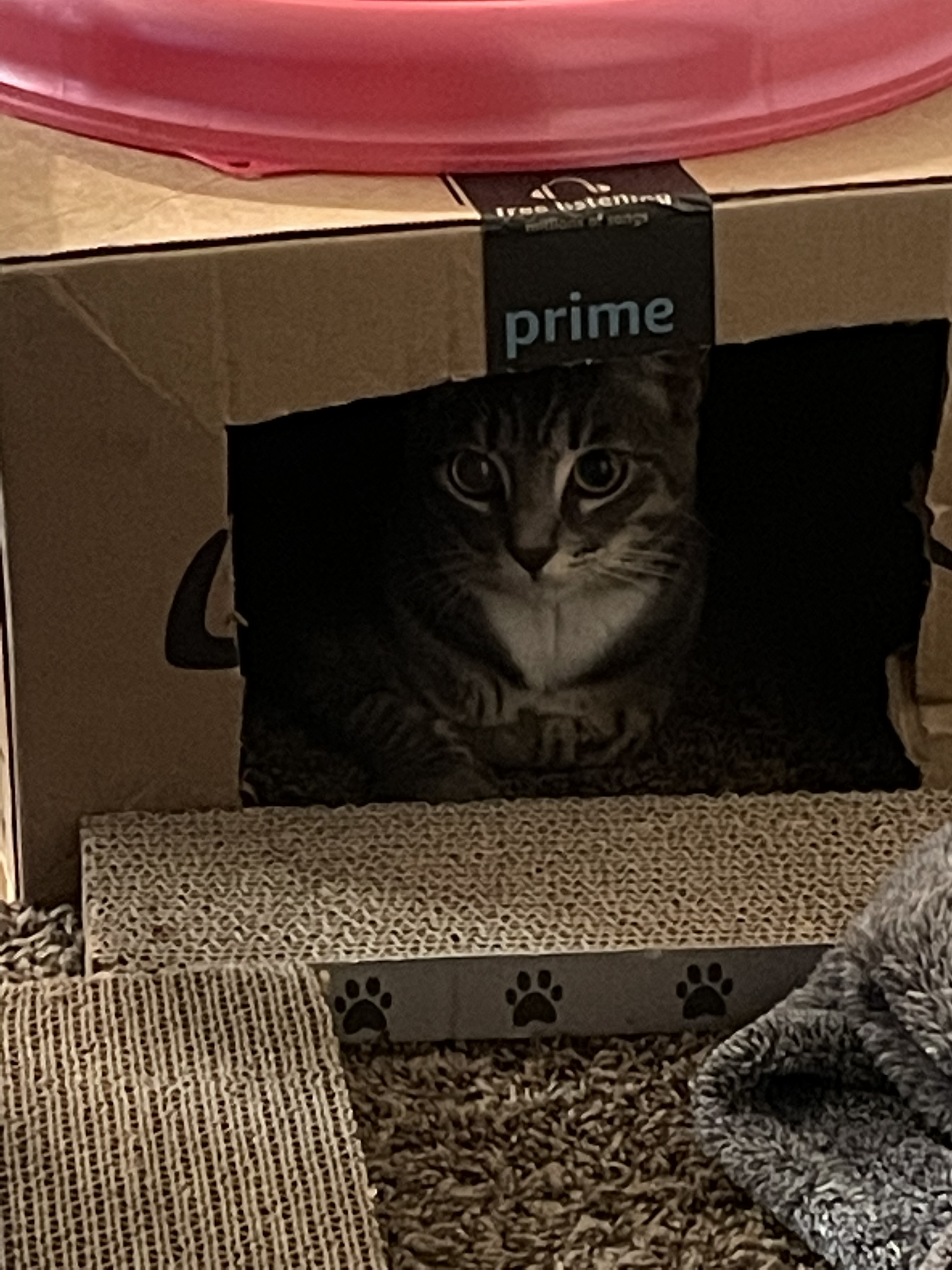 gray cat hiding inside an Amazon box
