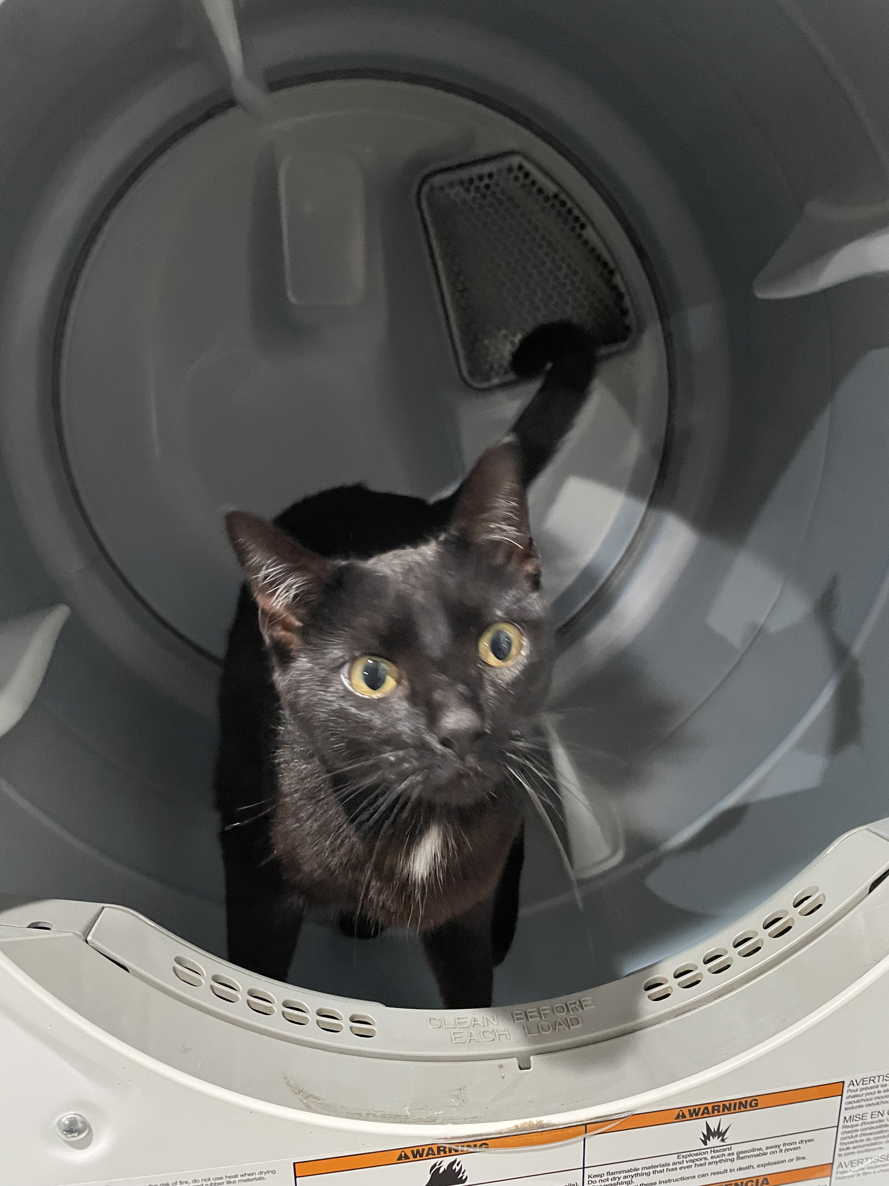 black cat in a dryer