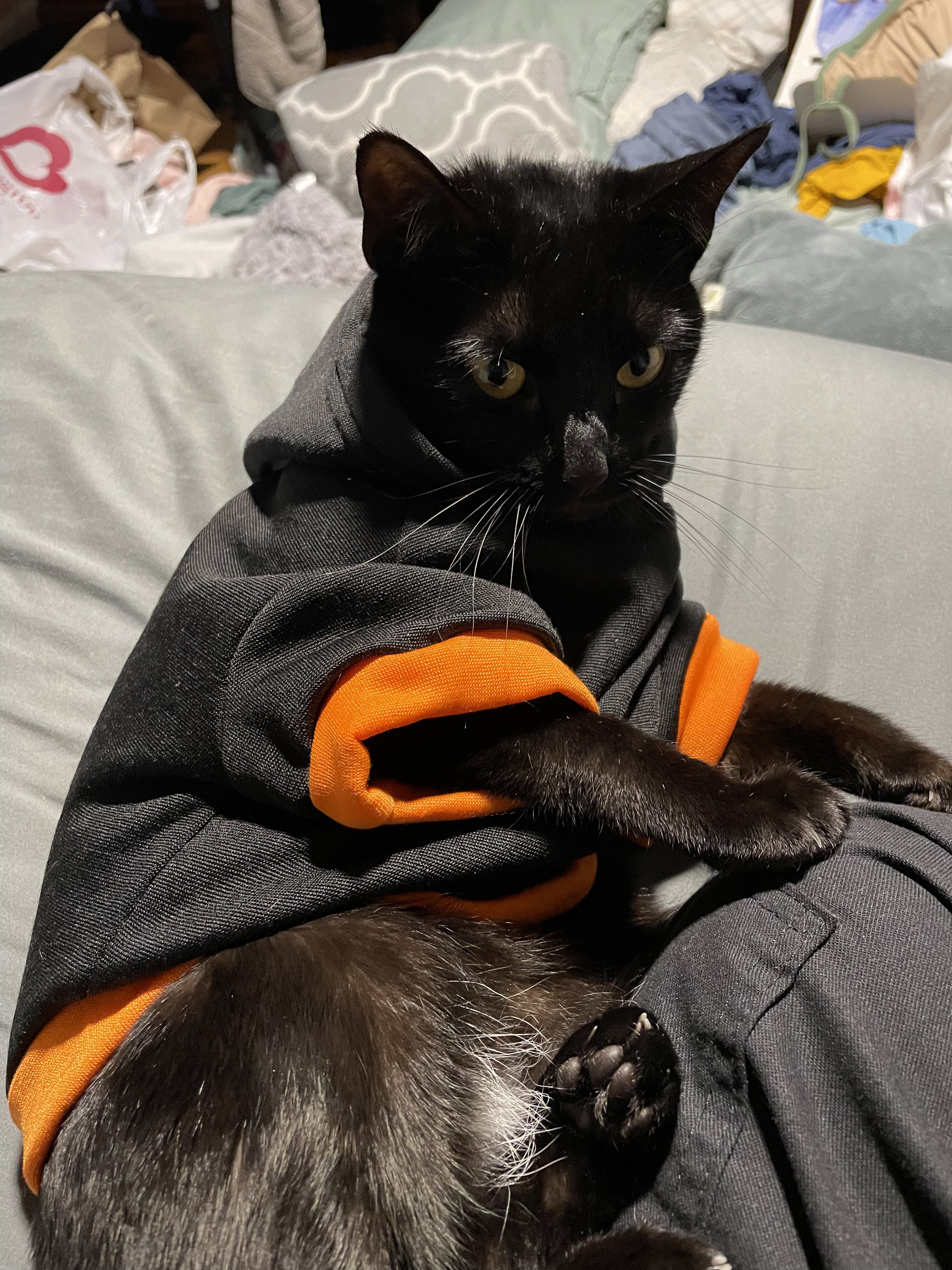 black cat wearing a black and orange sweater